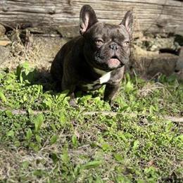 Mini Toy French Bulldog Stud Service - Benny in Lynchburg, va