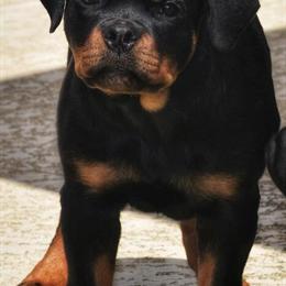 Rottweiler Puppies Ready for New Homes in Houston, tx