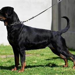 Outstanding Female Rottweiler for Sale in Houston, tx