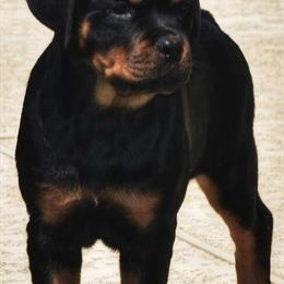 Rottweiler Puppies Ready for New Homes in Houston, tx