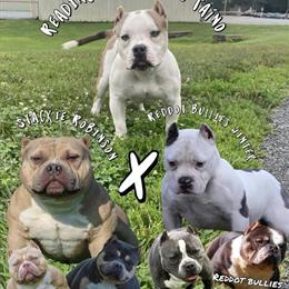 Male American Bully for Adoption in Reading, pa