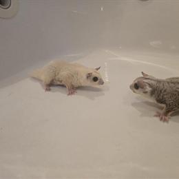 Bonded Pair of Male Sugar Gliders for Rehoming in Valley Stream, ny