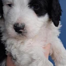 Aussiedoodle Puppies Looking for a Loving Home in Clare, mi