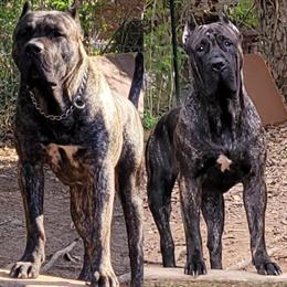 Presa Canario Female - 1 Year Old, Up to Date on Shots in Athens, tn