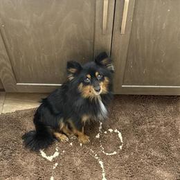 Shih Tzu Rescues Looking for Retirement Homes in Wyoming, mn