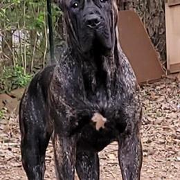 Presa Canario Female - 1 Year Old, House Trained, Up to Date on Shots in Athens, tn
