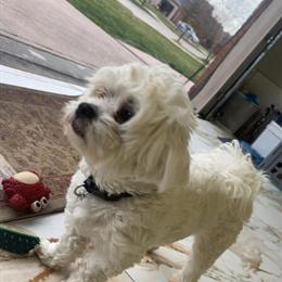 Male Shih Tzu Available in Macomb, mi