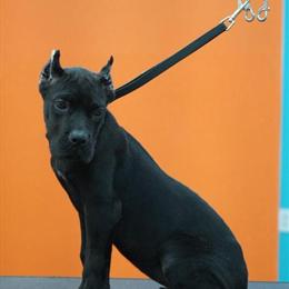 Cane Corso Puppies from Reputable Breeders in Orlando, Florida in Orlando, fl