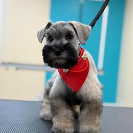Miniature Schnauzer Puppy for Adoption in Orlando, fl