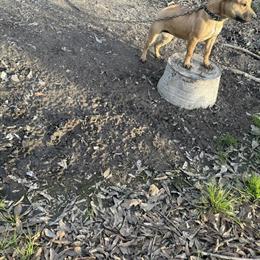 Female Redboy Pup from Family Bred Line in Hammond, la