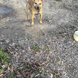 Redboy female pup for sale, born June 27, 2025 in Hammond, la