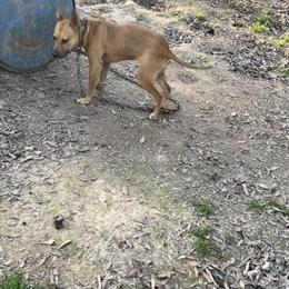 Tight Bred Male American Pit Bull Terrier Pup for Sale in Hammond, la