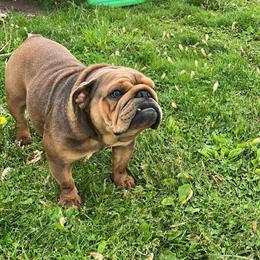 English Bulldog Female Available for Adoption in Columbiaville, mi