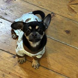 Chihuahua Available for Adoption in Columbiaville, mi