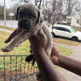Cane Corso Puppies Looking for Loving Homes in Carrollton, va