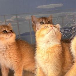 British Longhair Kittens - Super Cute and Sweet in Brooklyn, ny