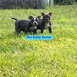 American Bully Puppies Available in Winter Park, fl