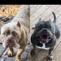 American Bully Puppies for Adoption in Winter Park, fl