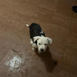 Pitbull puppies available in Dover, de