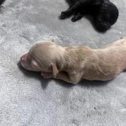 Morkie Puppies Ready for Forever Homes! in Covington, ga