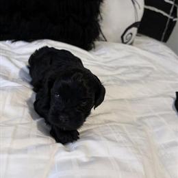 Morkie Puppies Ready for Forever Homes in Covington, ga