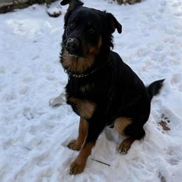 German Shepherd/Rot Mix Looking for a New Home in Greenville, oh