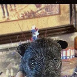 CKC Registered Scottish Terrier Puppies in Calabash, nc