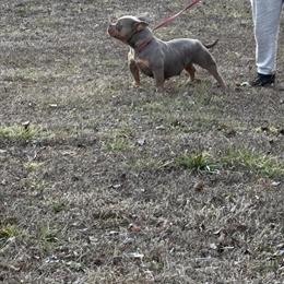 Usbr Female Dog Available in Birmingham, al