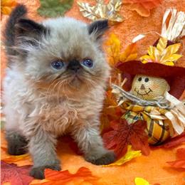 Persian Kittens Available - New Jersey/NYC in Cedar Grove, nj