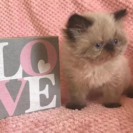 Male kitten available for reservation in Cedar Grove, nj