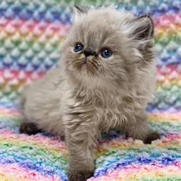 Persian Kittens for Sale in New Jersey/NYC Area in Cedar Grove, nj