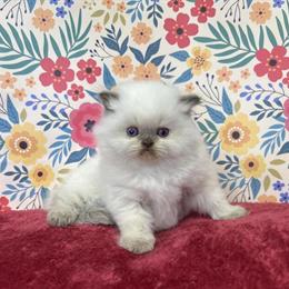 Kittens from NJ Breeder - Health Guarantee Included in Cedar Grove, nj