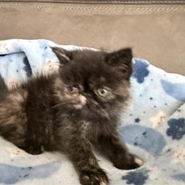 Persian Exotic Tortie Kitten Ready for a New Home in Palm Coast, fl