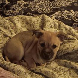 Chiweenie Puppy for Adoption in Seattle, wa