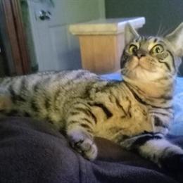 Savannah Kitten - 5 Months Old in Port Orange, fl