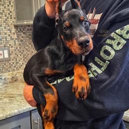European Doberman Puppies for Sale in Saint Clair, mi