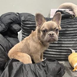 Fluffy French Bulldog Available in Philadelphia, pa