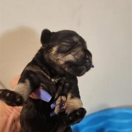 Mini Schnauzer Puppies Ready April 23 in Charlotte, nc