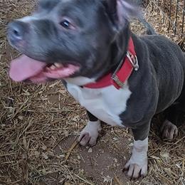 Bully breeding completed on February 23, 2026 in Glasgow, ky