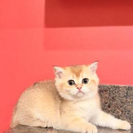 Scottish Straight Golden Kitten Ready for a New Home in Elmwood Park, il