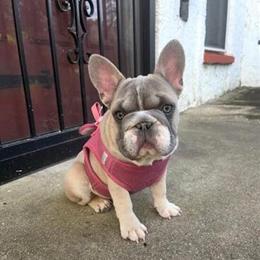 Professional Dog Training and Pet Sitting Services by Gillian in Louisville, ky