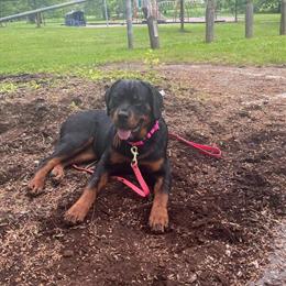 Professional Dog Training and Pet Sitting by Gillian in Louisville, ky