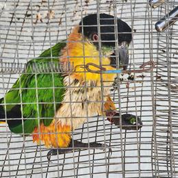 Black-headed Caique Proven Male for Sale in Hollywood, fl