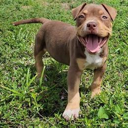 Female American Bully Puppy Available in Miami, fl
