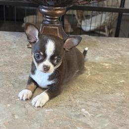 AKC Registered Chihuahua Puppies in Pharr, tx