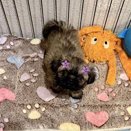 Gorgeous Shih Tzu Puppy Ready for a Forever Home in Pharr, tx
