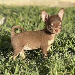 Lovable Chihuahua Puppies Available in Pharr, tx