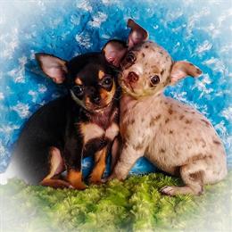 Gorgeous Teacup Chihuahua Puppies for Adoption in Pharr, tx