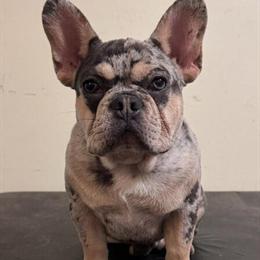 6 Month Old Male Puppy for Sale in Lansing, il