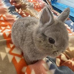 Netherland Dwarf Bunny Babies Available Now in Orlando, fl